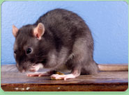 rat control Barry