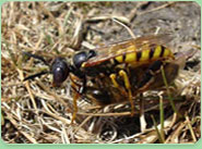 wasp control Barry