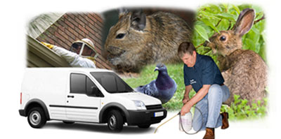 Barry local van